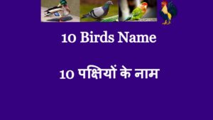 10 Birds Name