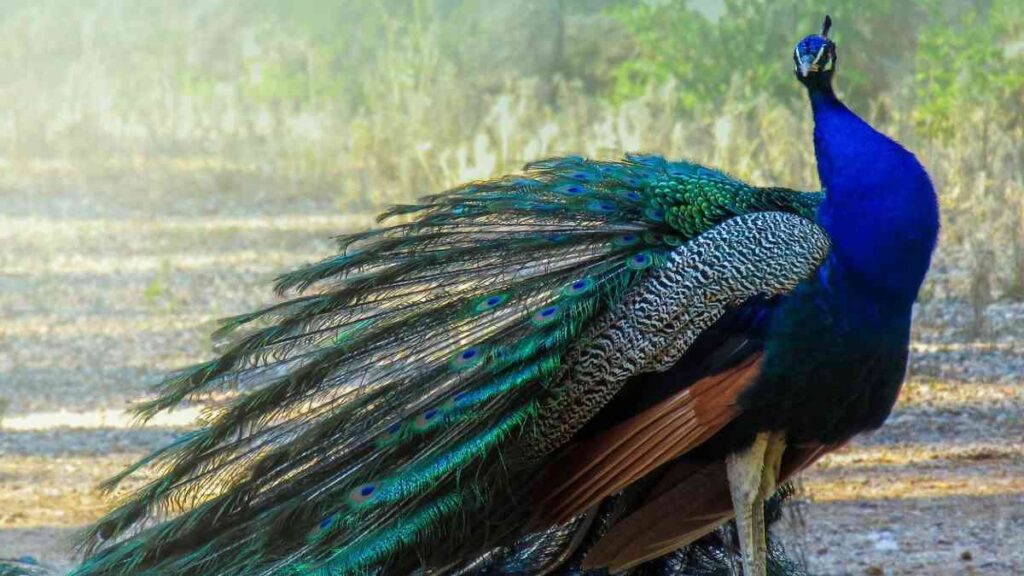 10 Birds Name - Peacock