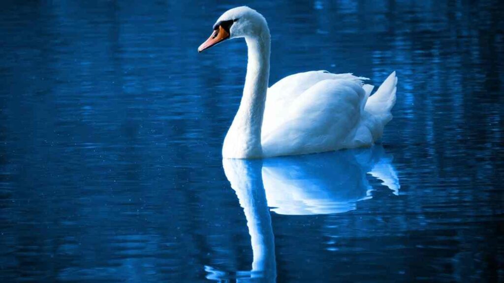10 Birds Name - Swan