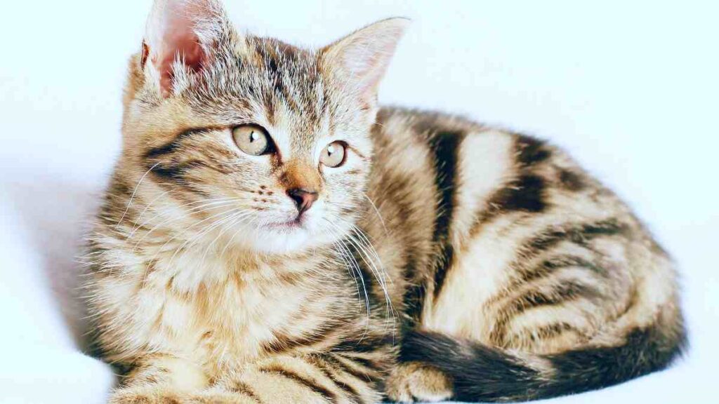 10 Domestic Animals Name - Cat