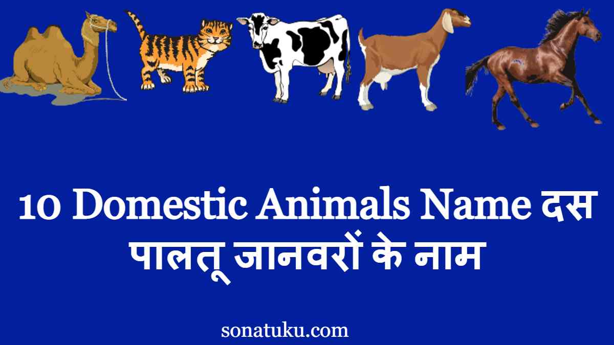 10 Domestic Animals Name दस पालतू जानवरों के नाम » Sonatuku