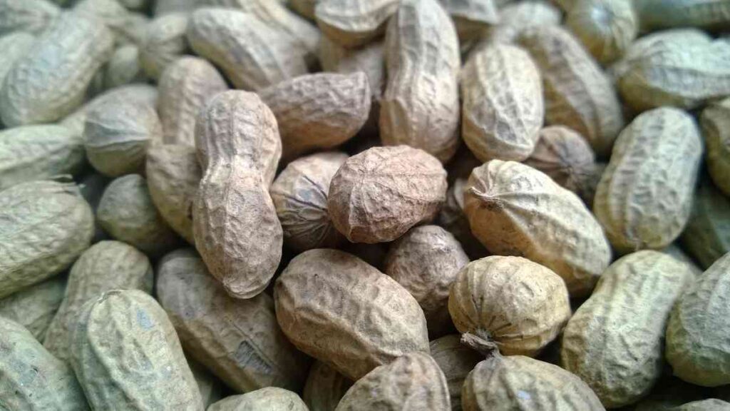 10 Dry Fruits Name - Groundnut