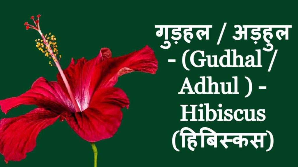 10 Flowers Name - Hibiscus - Gudhal