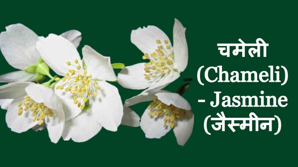 10 Flowers Name - Jasmine - chameli