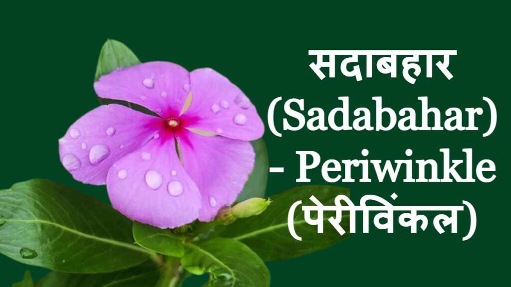 10 Flowers Name - Periwinkle - Sadabahar