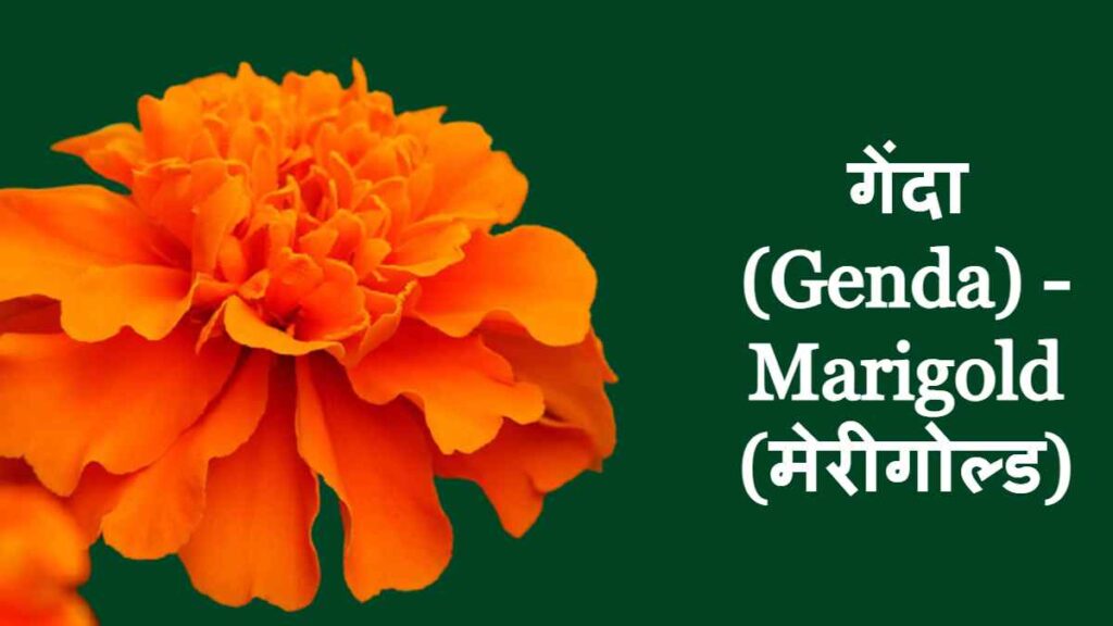 10 Flowers Name - marigold - genda