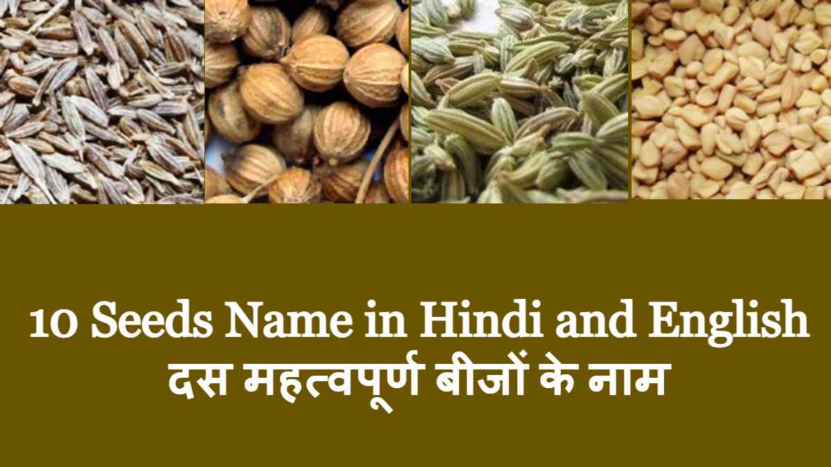 10 Seeds Name in Hindi and English दस महत्वपूर्ण बीजों के नाम