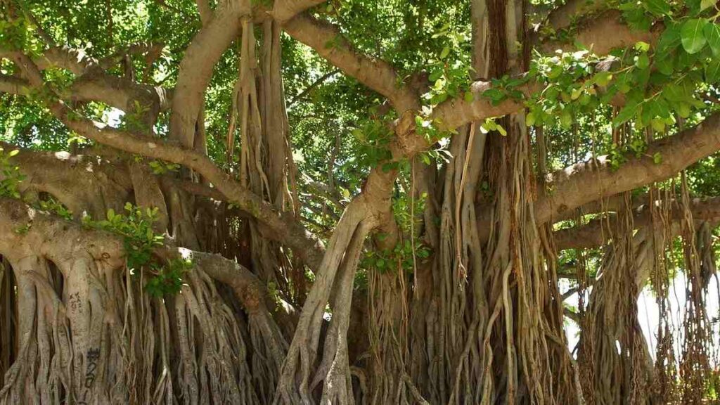 10 Trees Name - Banyan Tree