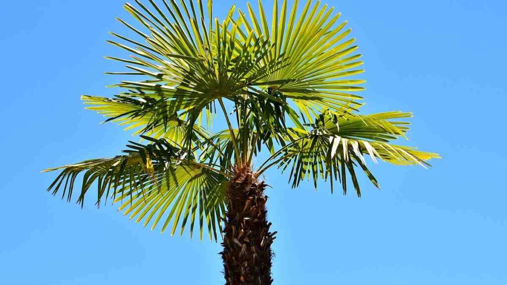 10 Trees Name - Palm Tree