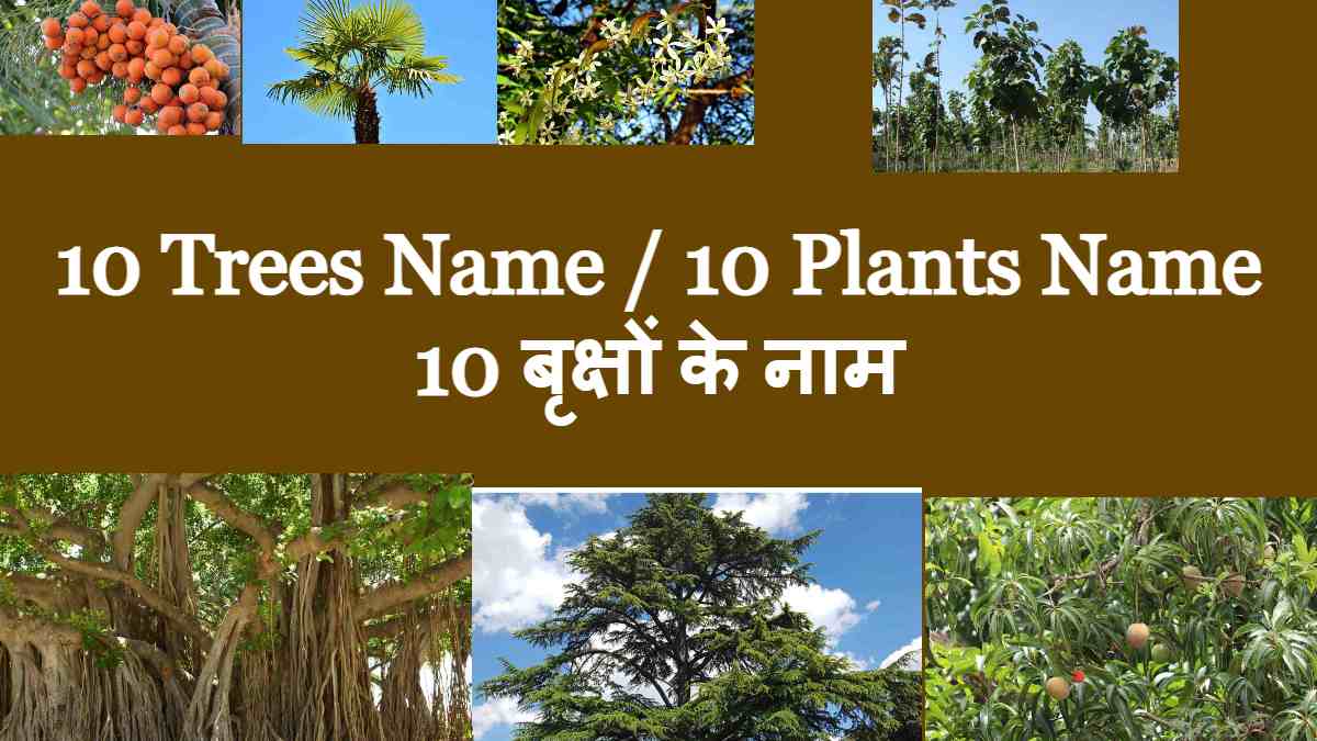 10 Trees Name / 10 Plants Name 10 बृक्षों के नाम
