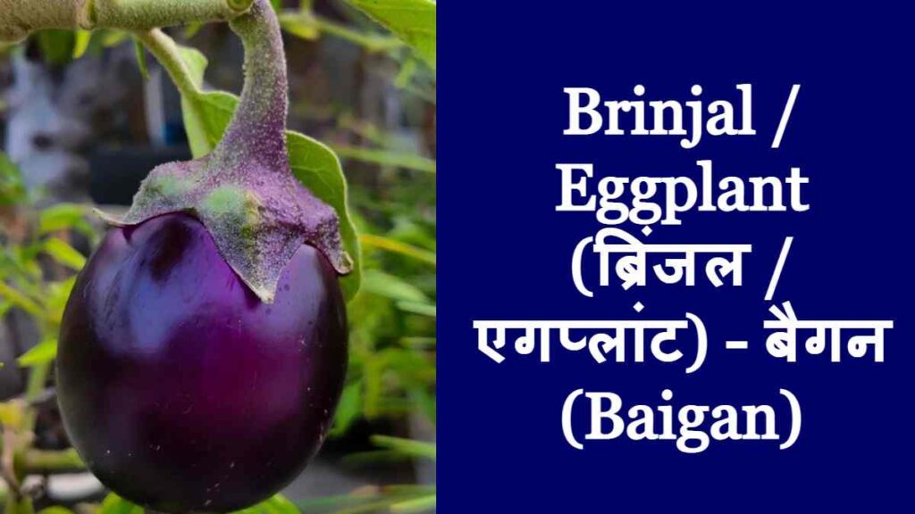 10 Vegetables Name - Brinjal / Eggplant