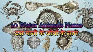 10 Water Animals Name