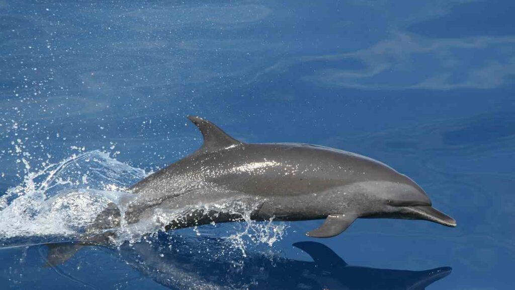 10 Water Animals Name - Dolphin