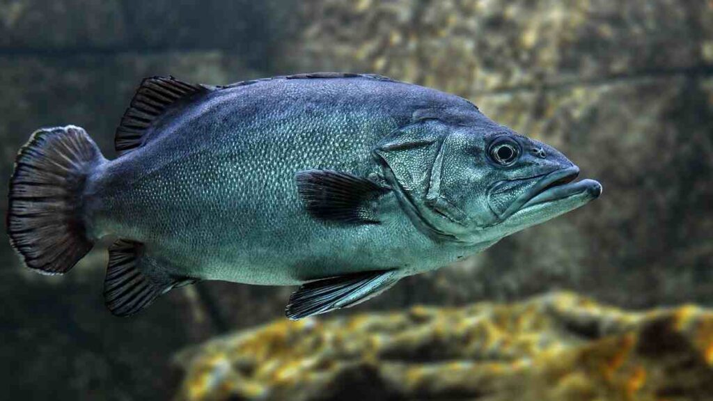10 Water Animals Name - Fish