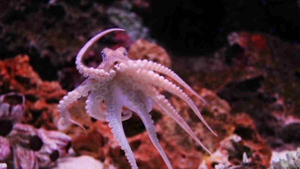 10 Water Animals Name - Octopus