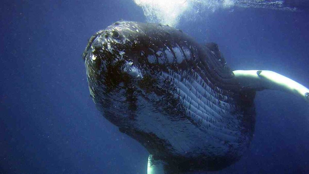 10 Water Animals Name - Whale