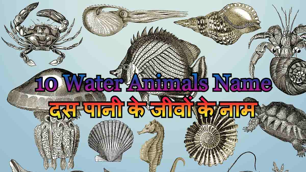 10 Water Animals Name दस पानी के जीवों के नाम » Sonatuku