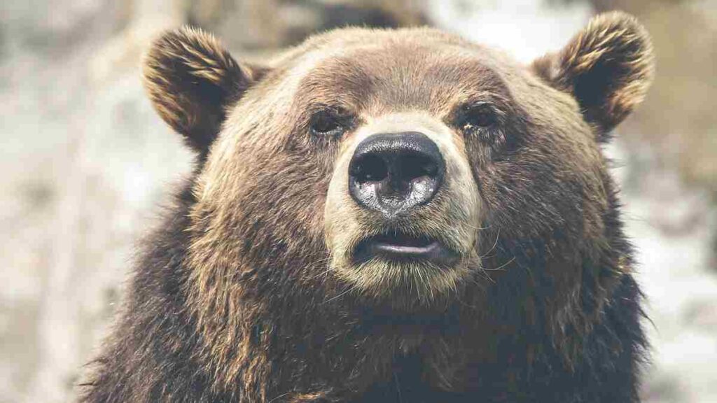 10 Wild animals name - Bear