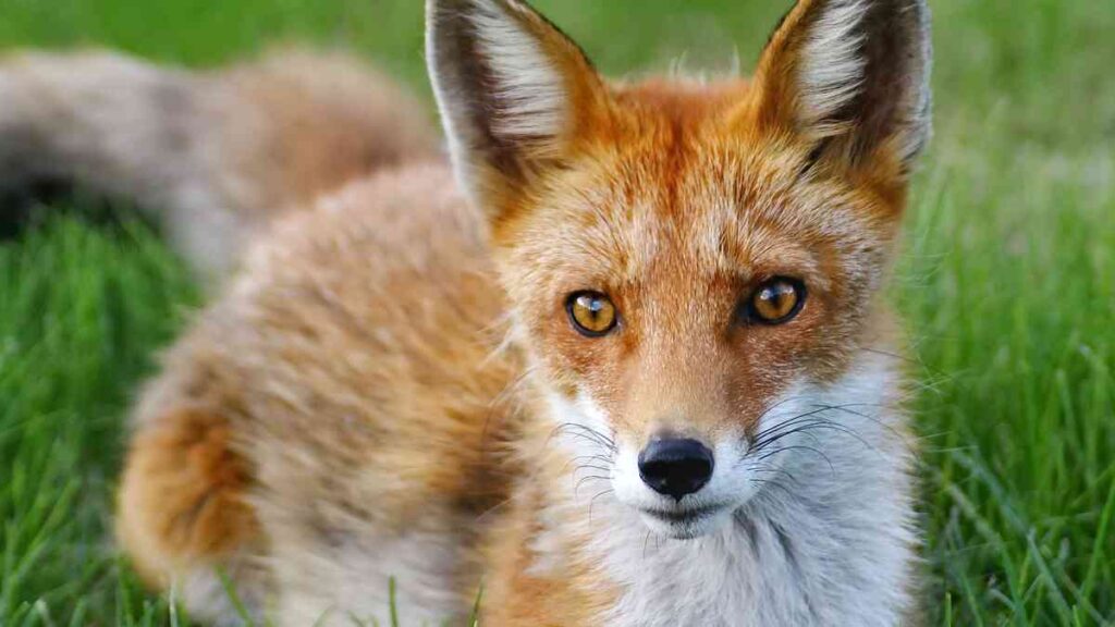 10 Wild animals name - Fox