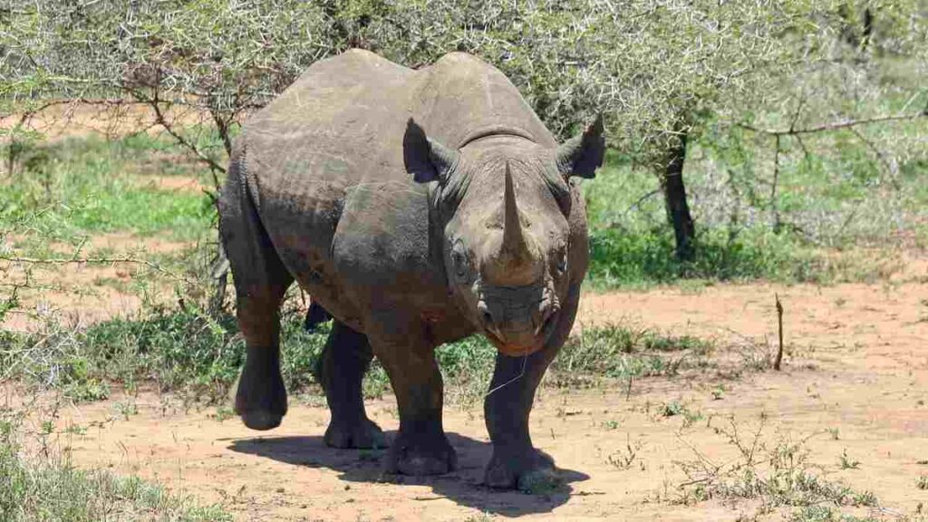 10 Wild animals name - Rhino