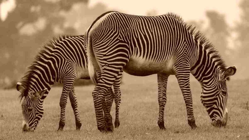10 Wild animals name - Zebra
