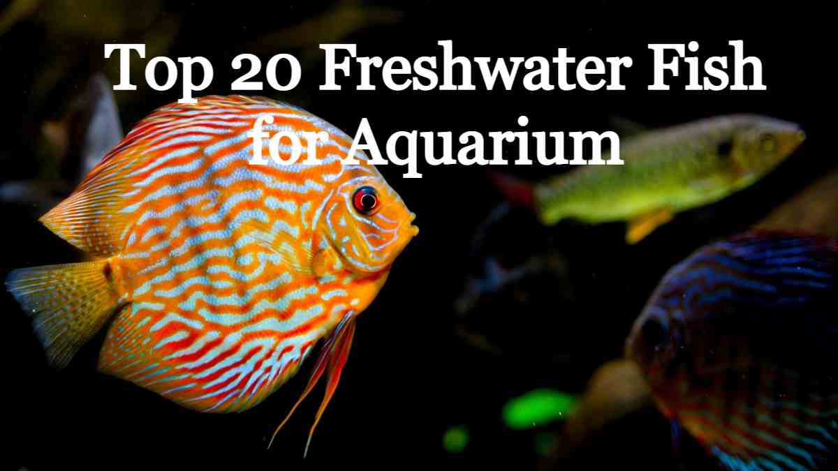 Top 20 Freshwater Fish for Aquarium