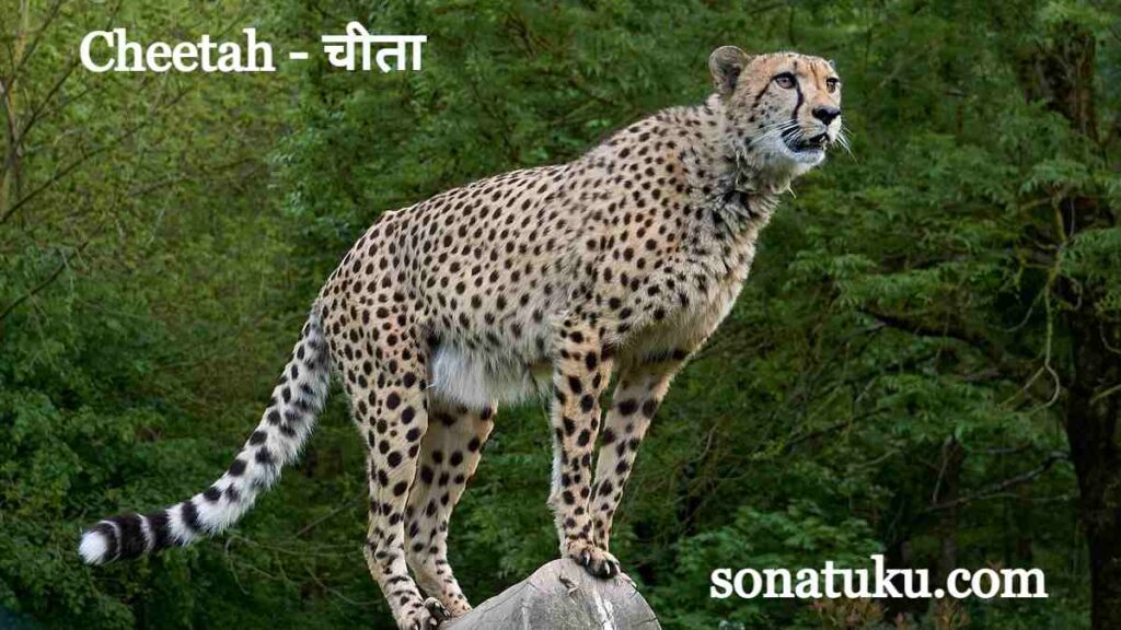 20 Wild Animals Name - Cheetah