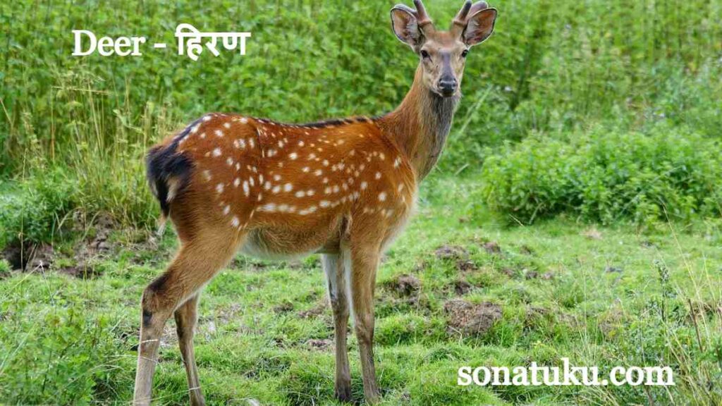 20 Wild Animals Name - Deer