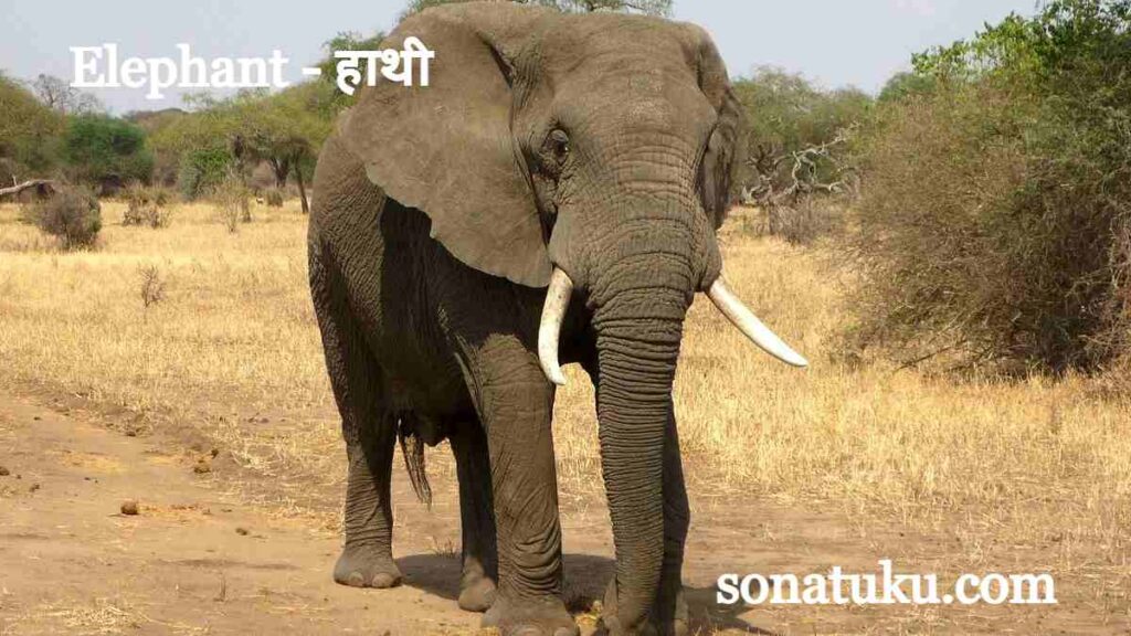 20 Wild Animals Name - Elephant