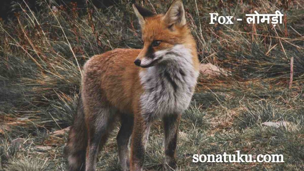 20 Wild Animals Name - Fox