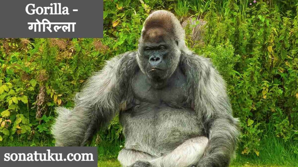 20 Wild Animals Name - Gorilla