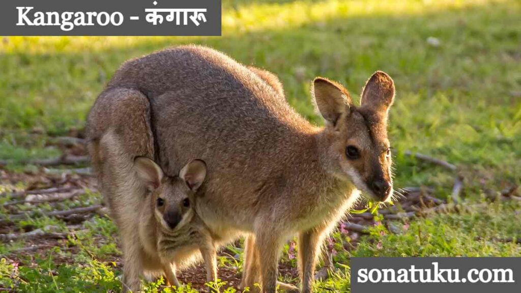 20 Wild Animals Name - Kangaroo