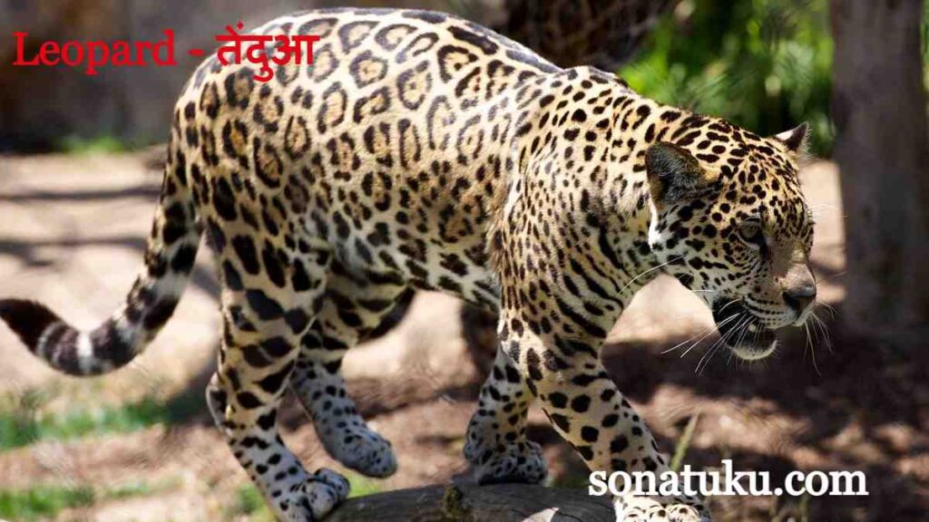 20 Wild Animals Name - Leopard