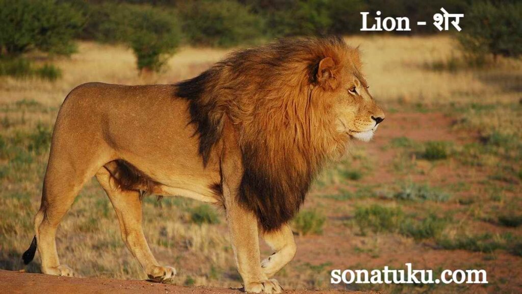 20 Wild Animals Name - Lion