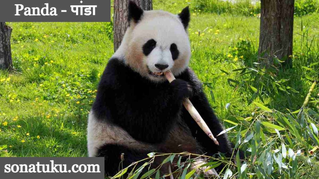 20 Wild Animals Name - Panda