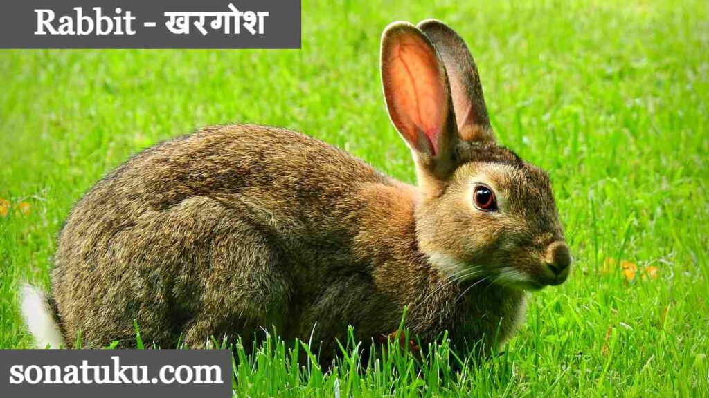 20 Wild Animals Name - Rabbit