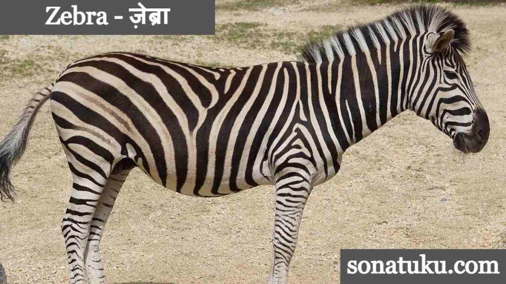 20 Wild Animals Name Zebra