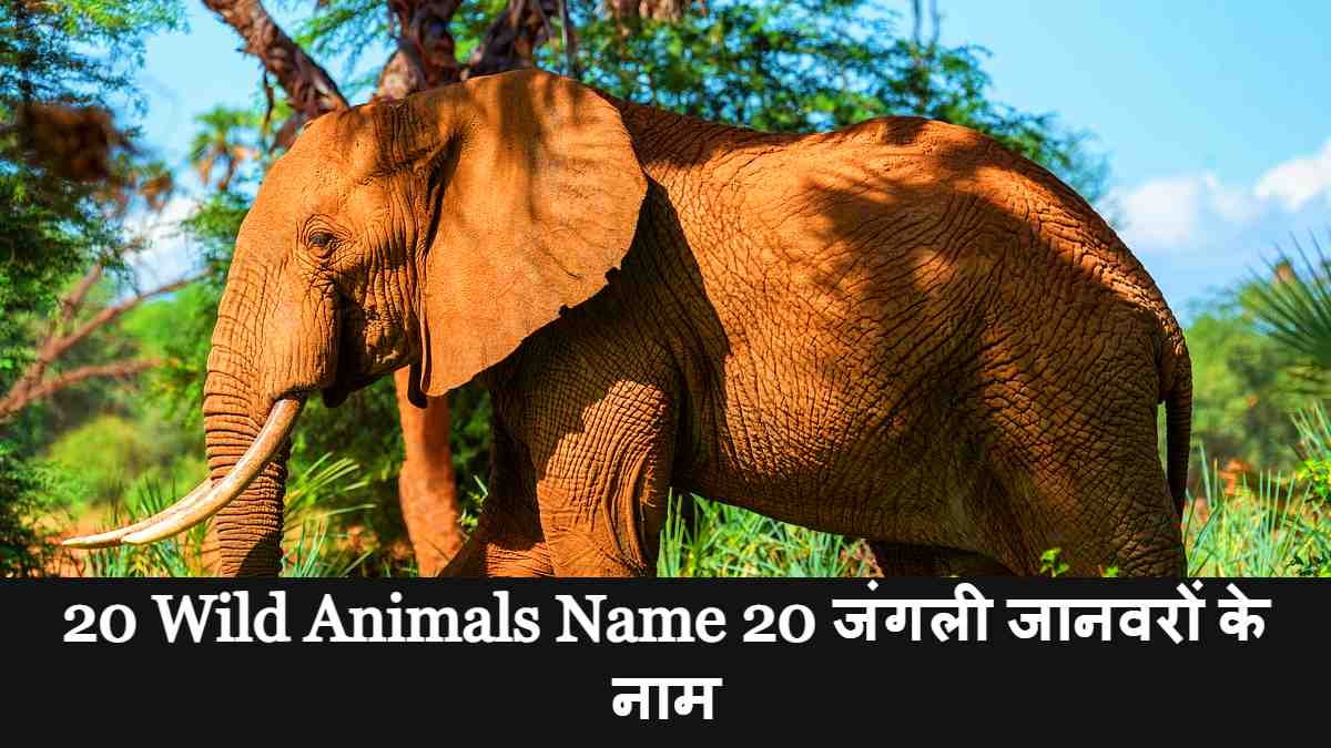 20 Wild Animals Name