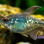 Blue Tetra fish