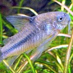 Blue corydoras fish