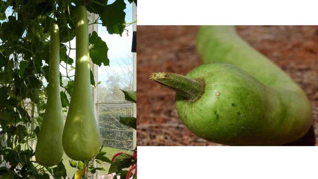 bottle gourd meaning in hindi