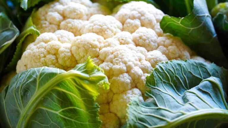 Cabbage Meaning in Hindi कैबेज का हिंदी अर्थ » Sonatuku