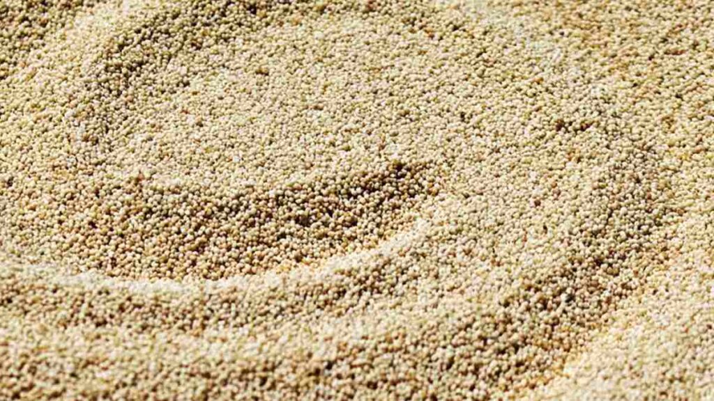 Cereals Name -  Indian barnyard millet