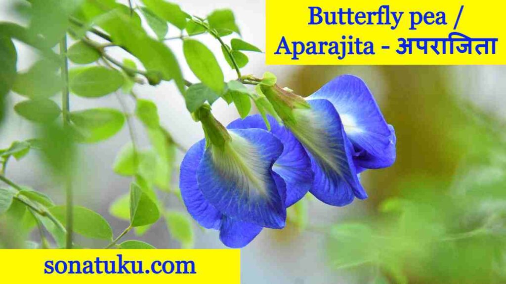 20 Flowers Name - Butterfly pea _ Aparajita