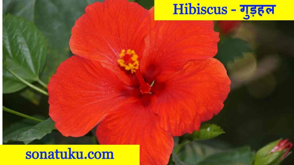 20 Flowers Name - Hibiscus