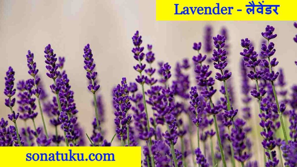 20 Flowers Name - Lavender