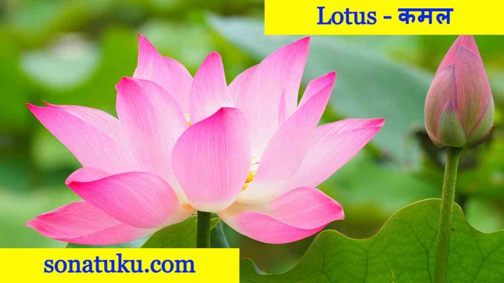 20 Flowers Name - Lotus
