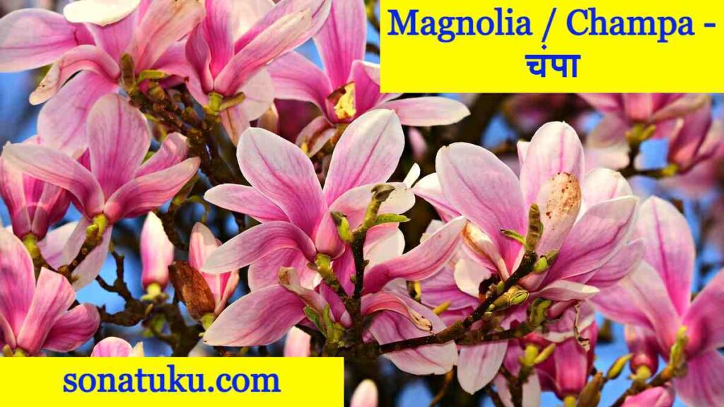 20 Flowers Name - Magnolia - Champa