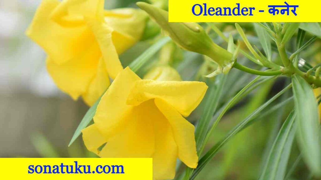 20 Flowers Name - Oleander