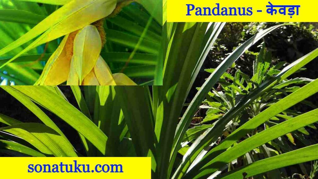 20 Flowers Name - Pandanus